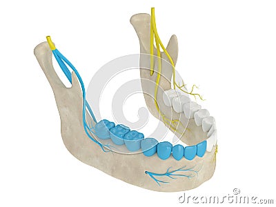 3d render of mandibular arch with gow-gates nerve block Stock Photo