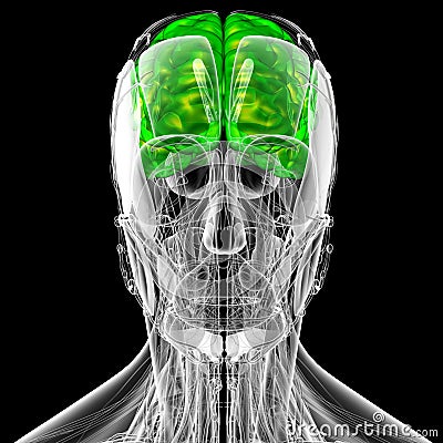3d render medical illustration of the brain Cartoon Illustration