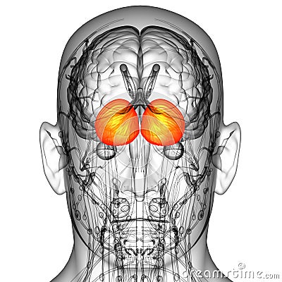 3d render medical illustration of the human brain cerebrum Cartoon Illustration