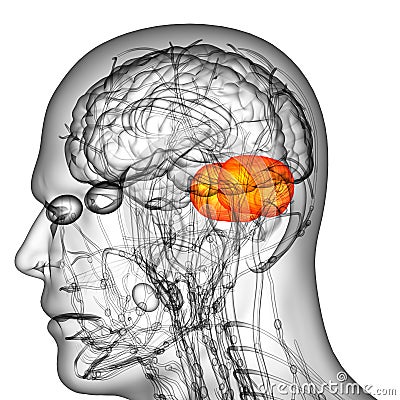 3d render medical illustration of the human brain cerebrum Cartoon Illustration