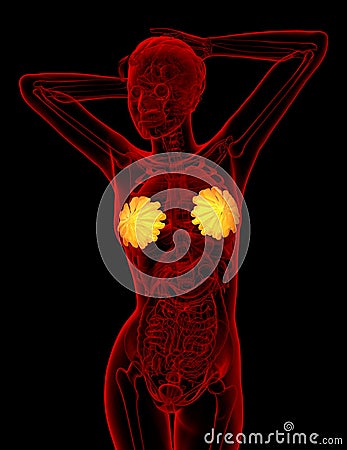 3d render medical illustration of the human breast Cartoon Illustration