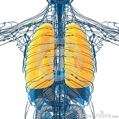 3d render medical illustration of the lung Cartoon Illustration