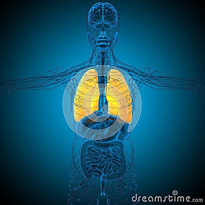 3d render medical illustration of the lung Cartoon Illustration