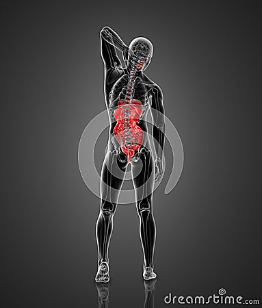 3d render medical illustration of the male digestive system Cartoon Illustration