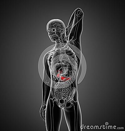 3d render medical illustration of the male Pancreas and Gallbladder Cartoon Illustration