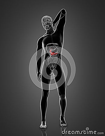 3d render medical illustration of the male Pancreas and Gallbladder Cartoon Illustration