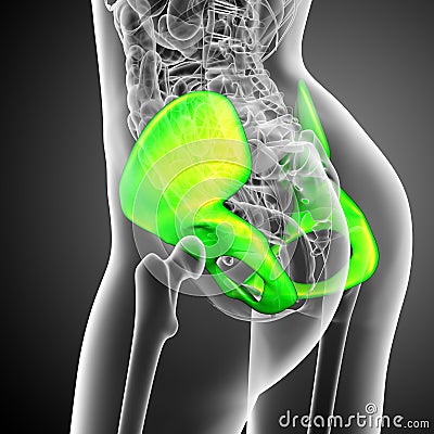 3d render medical illustration of the pelvis bone Cartoon Illustration