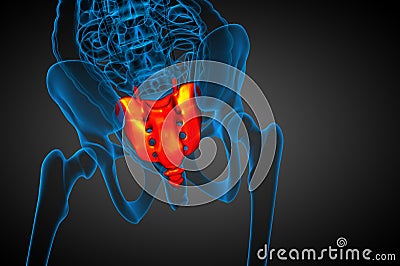 3d render medical illustration of the sacrum bone Cartoon Illustration