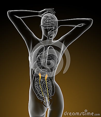 3d render medical illustration of the ureter Cartoon Illustration