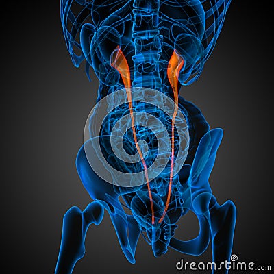 3d render medical illustration of the ureter Cartoon Illustration