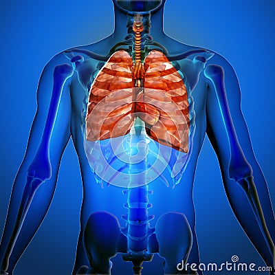 3D render of a medical image of a male figure with lungs highlighted Stock Photo