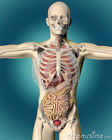 3D render of a medical image of a male figure Stock Photo