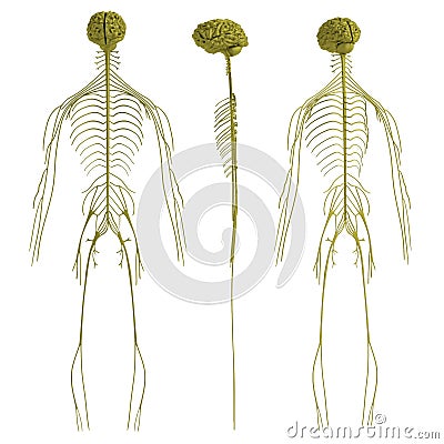 3d render of nervous system Stock Photo