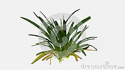 3d render small tree on white background Stock Photo