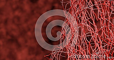 3D render. System many small capillaries branch out of the large blood. Stock Photo