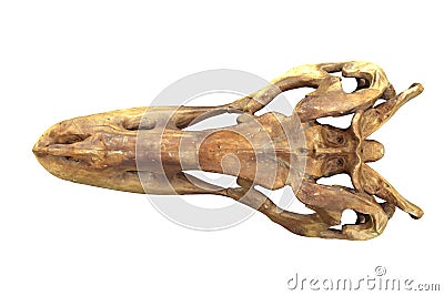 3D render of Tyrannosaurus Rex Skull isolated on white. Stock Photo