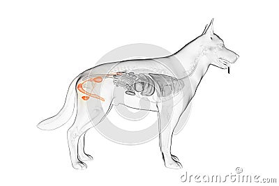 The canine genitals Cartoon Illustration