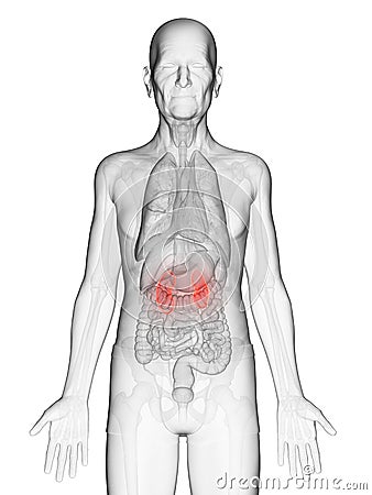 An elderly mans kidneys Cartoon Illustration