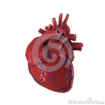 3d rendered human heart. Stock Photo