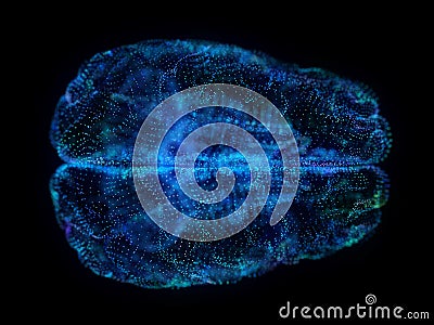 An abstract plexus brain Cartoon Illustration