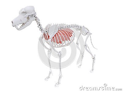 The dog muscle anatomy - external intercostal Cartoon Illustration