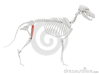 Sartorius caudal part Cartoon Illustration