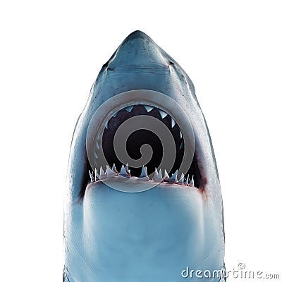 A great white shark Cartoon Illustration