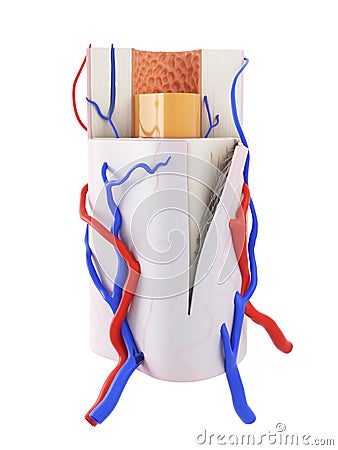 the human bone anatomy Cartoon Illustration