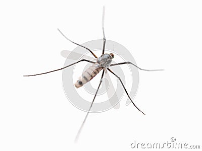 A mosquito Cartoon Illustration