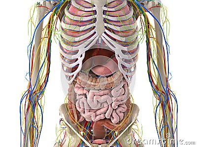 The abdominal organs Cartoon Illustration