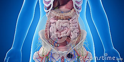 The abdominal organs Cartoon Illustration