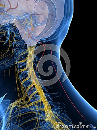 The Accessory Nerve Cartoon Illustration