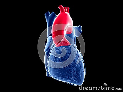 the aorta Cartoon Illustration