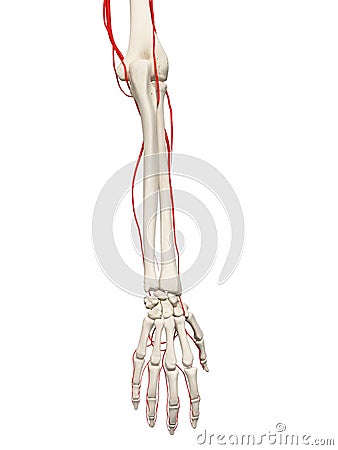 The arm arteries Cartoon Illustration