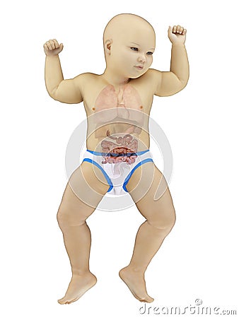 A babys small intestine Cartoon Illustration