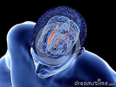 The brain anatomy - the caudate nucleus Cartoon Illustration