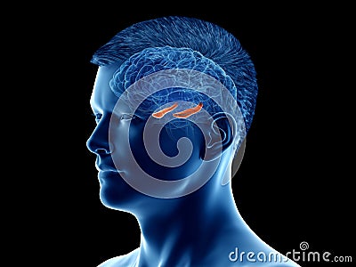 The brain anatomy - the hippocampus Cartoon Illustration