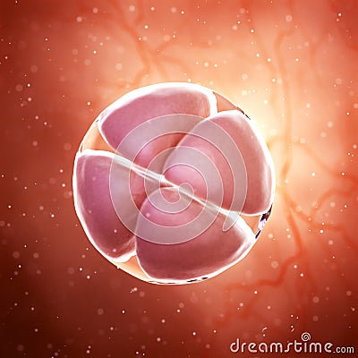 a 4 cell stage embryo Cartoon Illustration