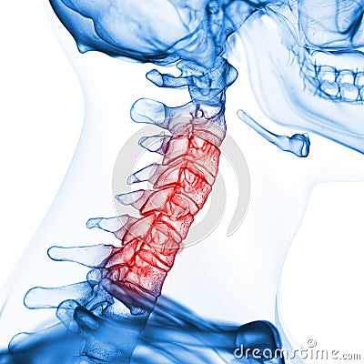 The cervical spine Cartoon Illustration