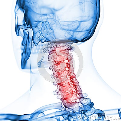 The cervical spine Cartoon Illustration