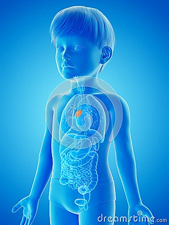 A childs thymus gland Cartoon Illustration