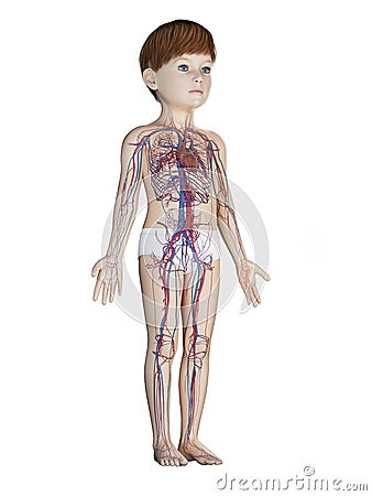 A childs vascular system Cartoon Illustration