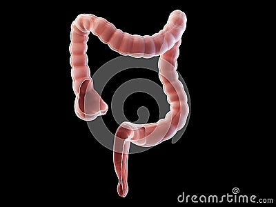 the colon anatomy Cartoon Illustration