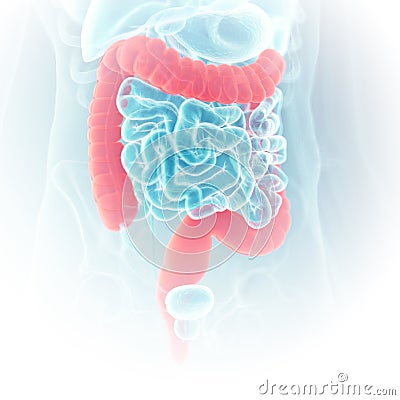 The colon Cartoon Illustration