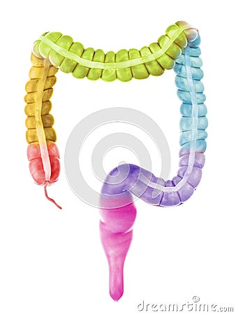 The colon sections Cartoon Illustration