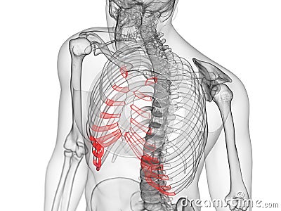 The costal cartilage Cartoon Illustration