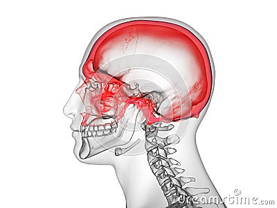 The cranium Cartoon Illustration