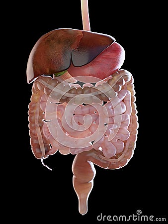 The digestive system Cartoon Illustration