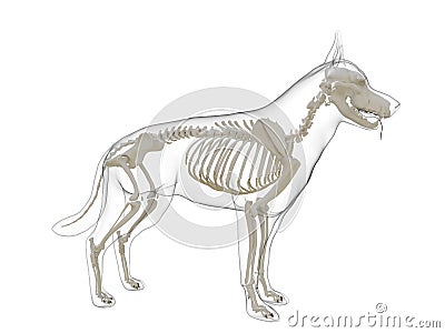 A dog skeleton Cartoon Illustration