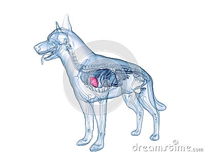 The dogs heart Cartoon Illustration